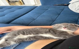 Scottish Fold cats for sale: Scottish fold X British Blue kittens for sale.  - Image 3