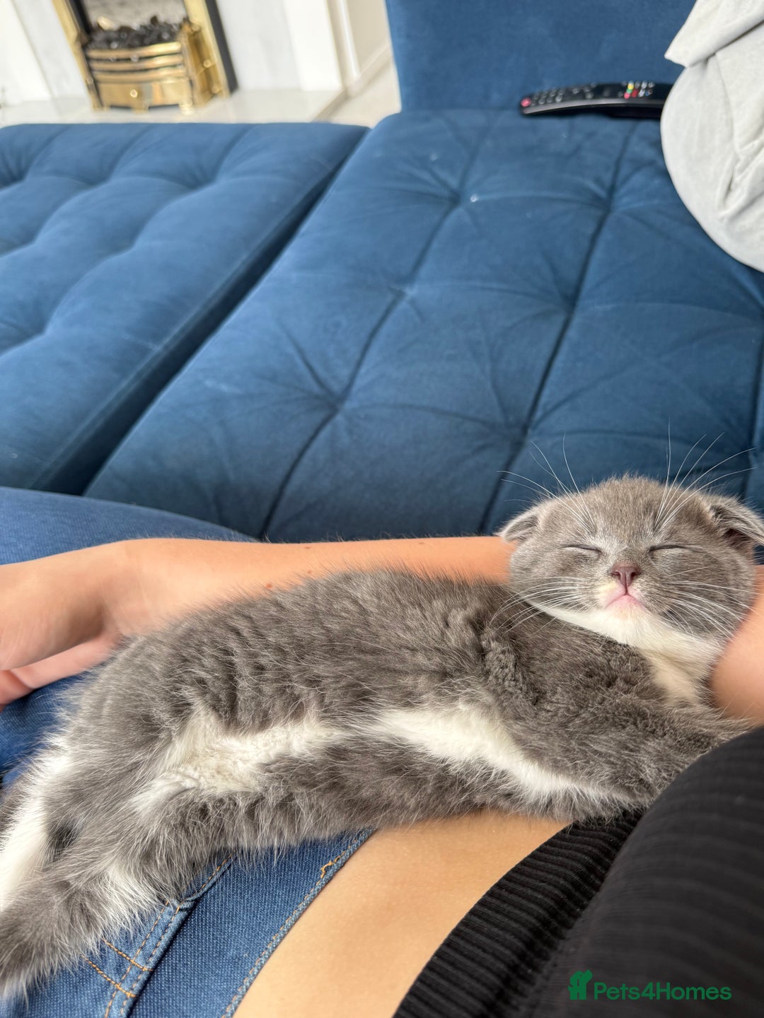 Scottish Fold cats for sale: Scottish fold X British Blue kittens for sale.  - Image 3