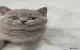 British Shorthair cats for sale: Adorable British short hair kittens - Image 8