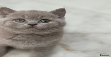 British Shorthair cats - Advert 4