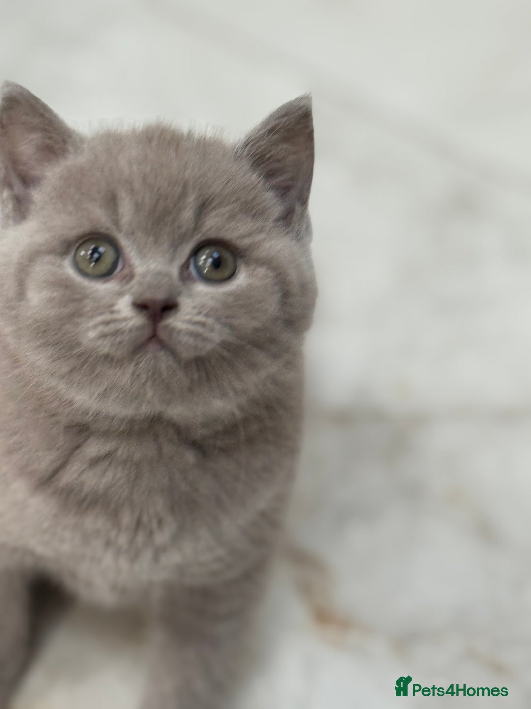 British Shorthair cats for sale: Adorable British short hair kittens - Image 8
