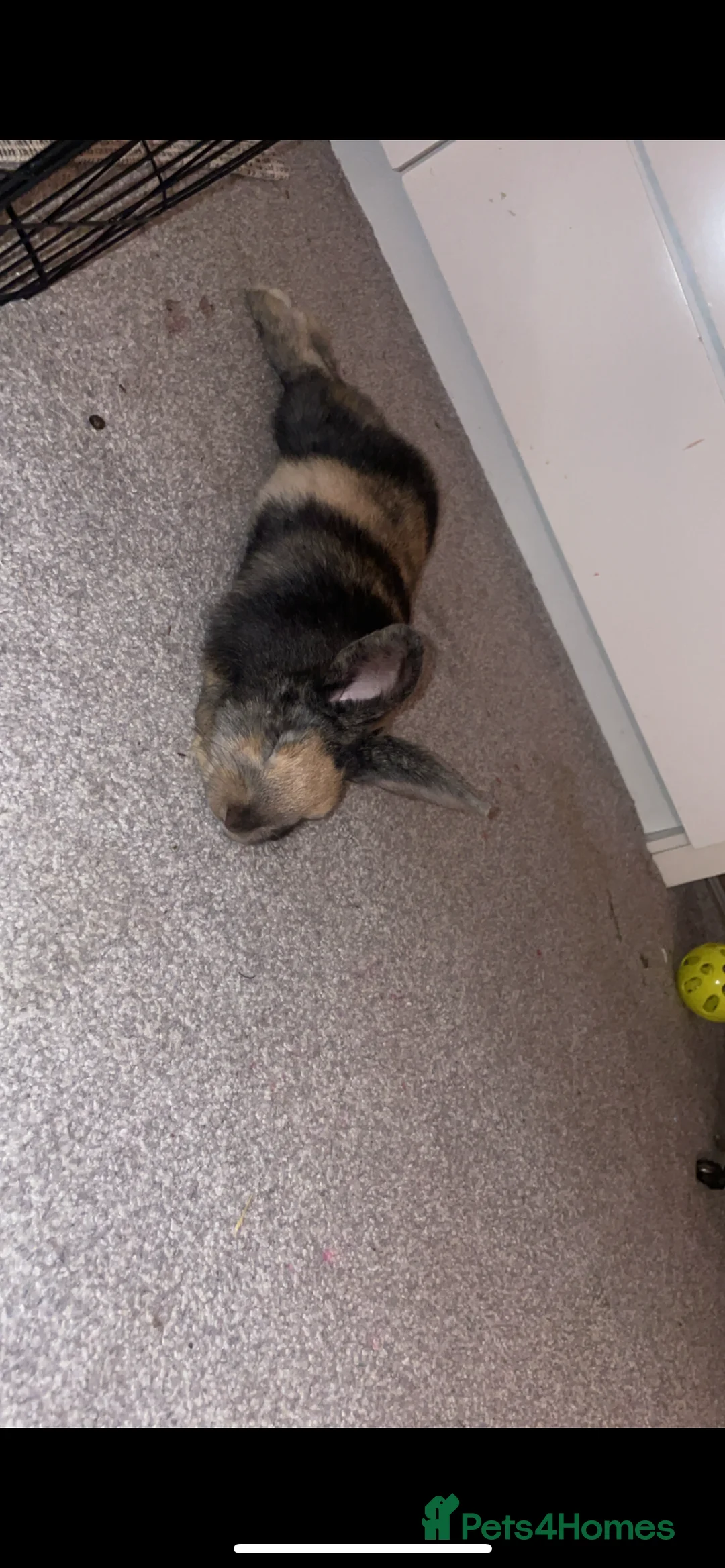 Mixed Breed rabbits for sale: Sweet young male rabbit- experienced owners only - Advert 2