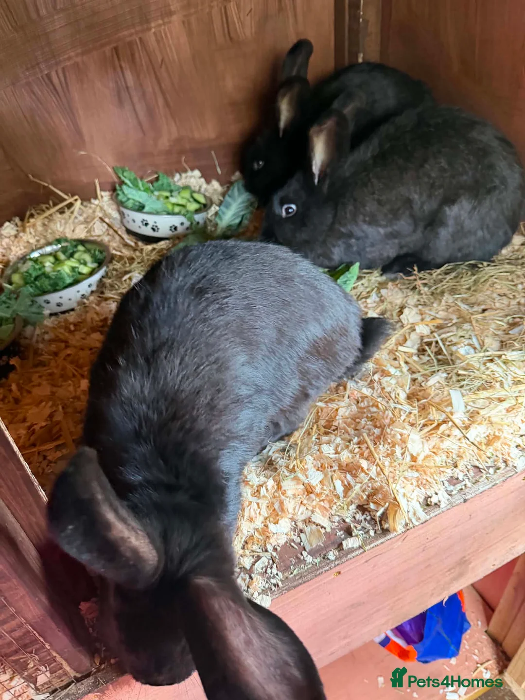 Continental Giant rabbits for sale: Un-spayed Trio continental giant sisters  - Advert 3
