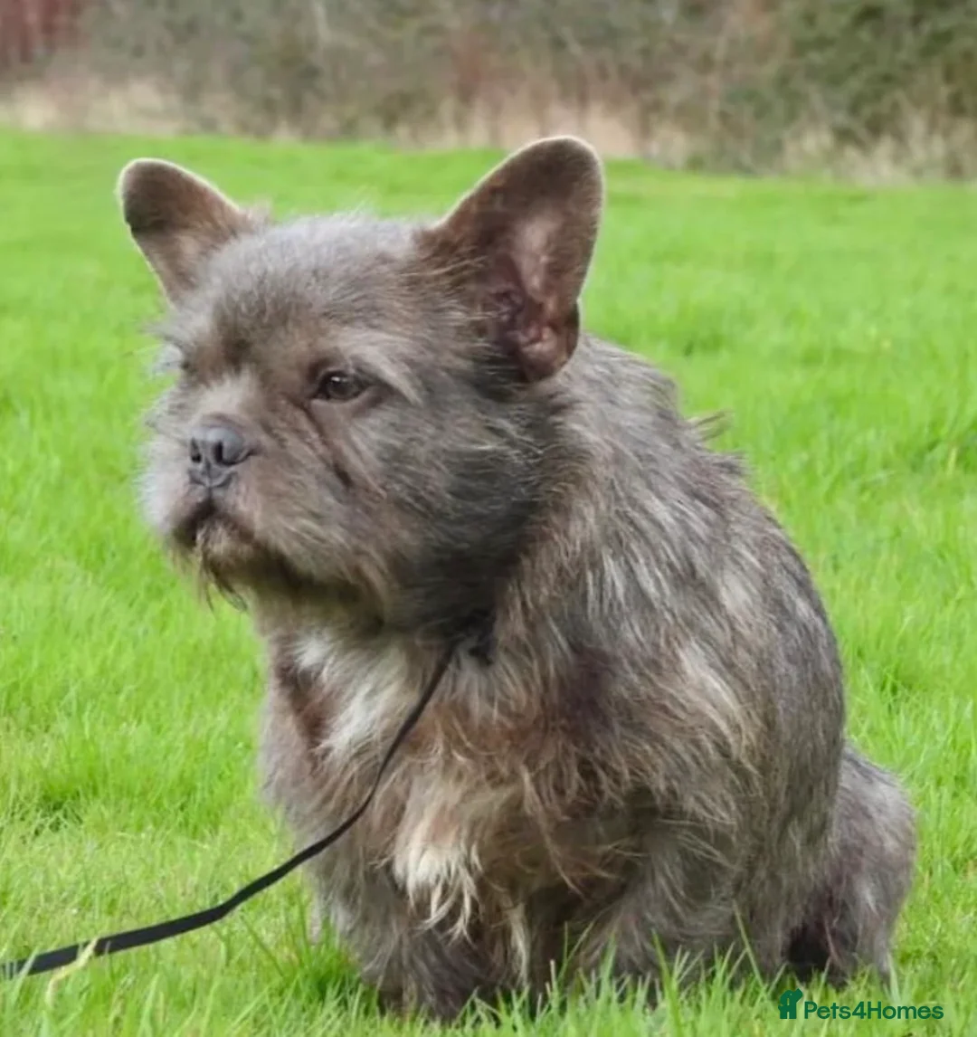 French Bulldog dogs for sale: Beautiful wire haired male frenchie - Advert 2