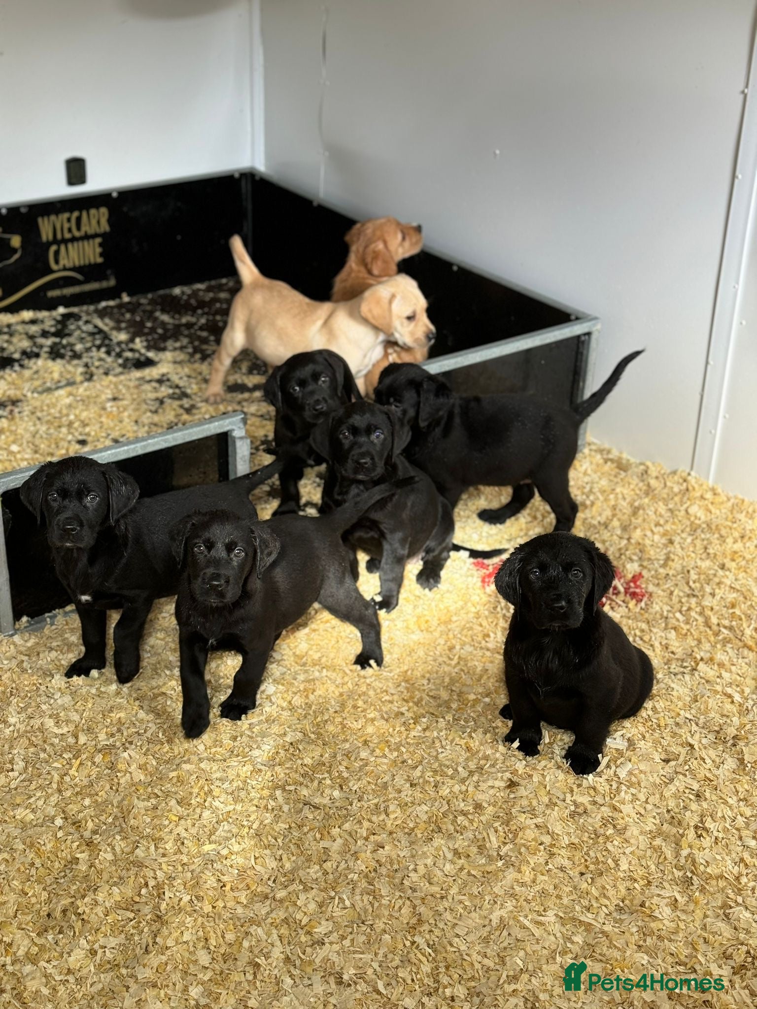 Goldador dogs Beautiful outstanding golden retriever x labs - Advert 6