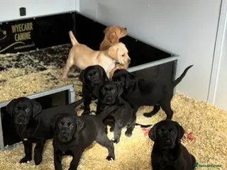 Goldador dogs Beautiful outstanding golden retriever x labs - Advert 6