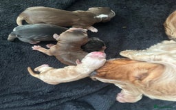 Cocker Spaniel dogs for sale: (3 left) Show type cocker spaniel puppies - Image 2