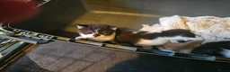 Mixed Breed cats for sale: Black and white girls - Advert 8