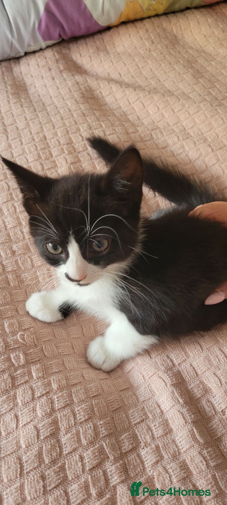 Mixed Breed cats 5 kittens for sale  - Advert 5