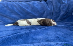 Mixed Breed dogs for sale: Australian Goldendoodles stunning litter  - Image 10