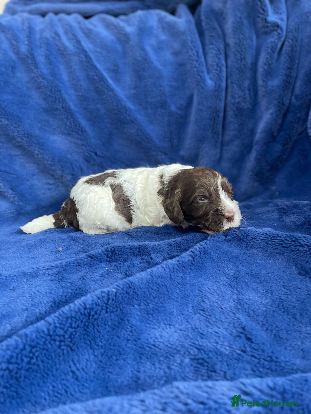 Mixed Breed dogs for sale: Australian Goldendoodles stunning litter  - Image 10