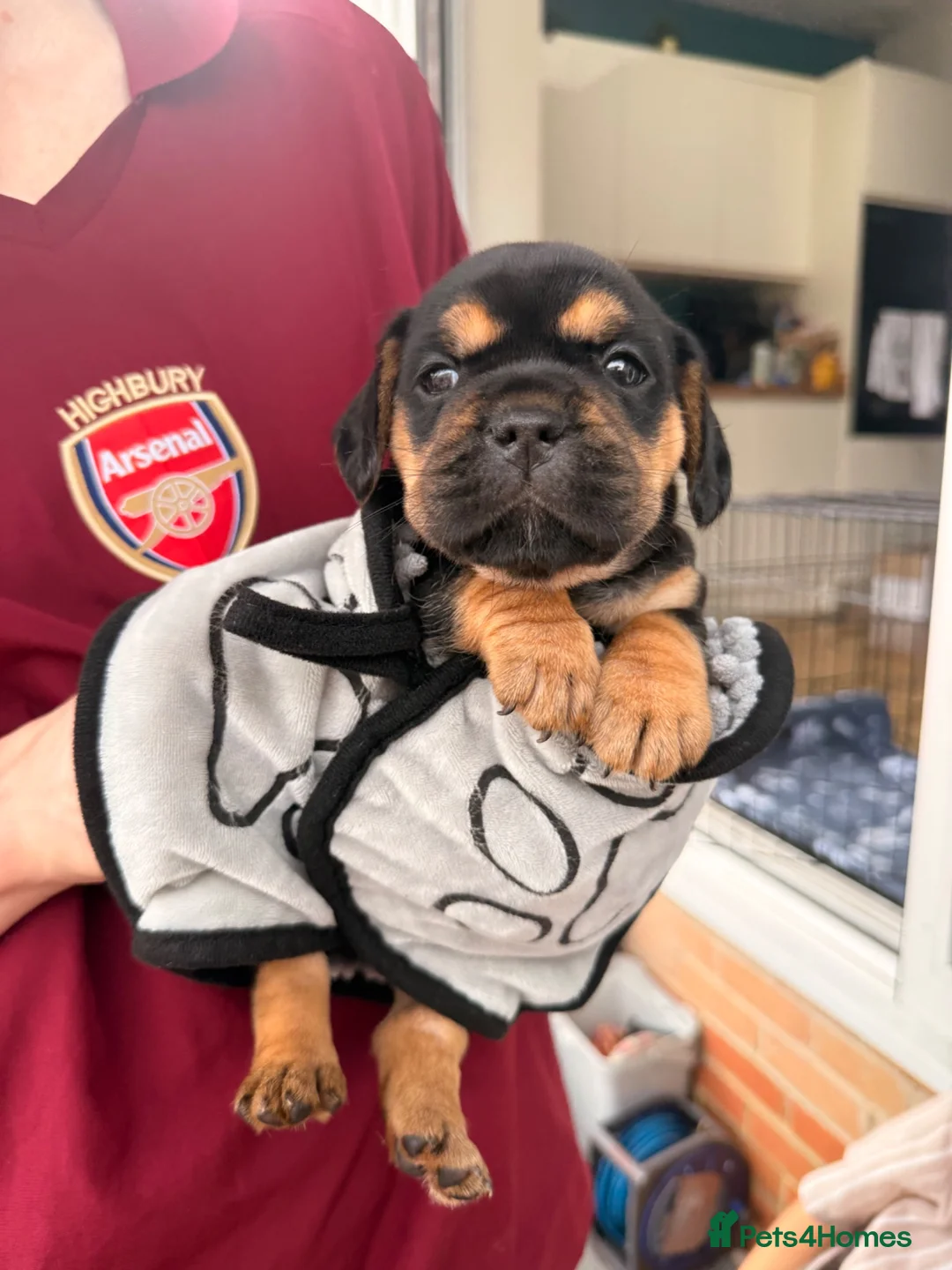 Mixed Breed dogs for sale: Sara Mendy in London - Advert 2