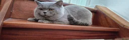 British Shorthair cats for sale: 🐾British Shorthair Kittens Top&Finest Quality  - Advert 2