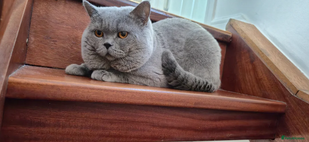 British Shorthair cats for sale: 🐾British Shorthair Kittens Top&Finest Quality  - Advert 2