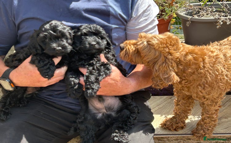 Cockapoo dogs - Advert 9