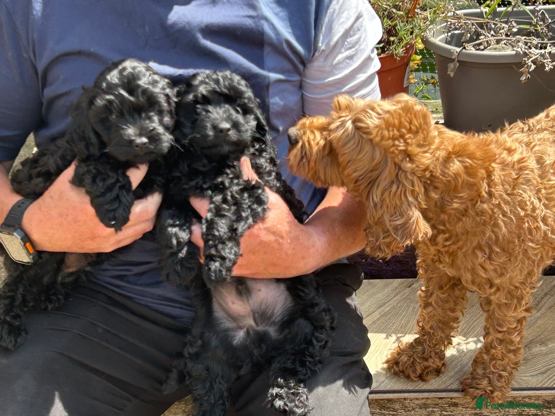 Cockapoo dogs for sale: Cockapoo f1b tiny. Unusual colour 11 wks old  - Image 1