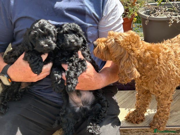 Cockapoo dogs - Advert 3