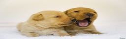 Labrador Retriever dogs for sale: Gorgeous Fox Red & Yellow Labrador Puppies - Advert 12