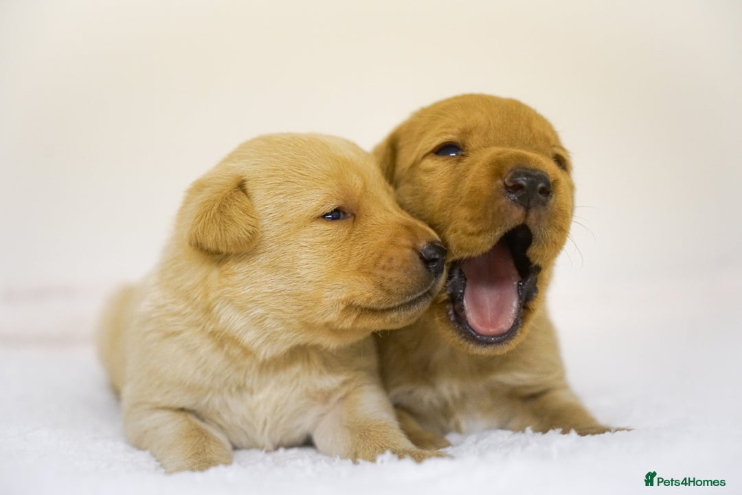 Labrador Retriever dogs for sale: Gorgeous Fox Red & Yellow Labrador Puppies - Advert 12