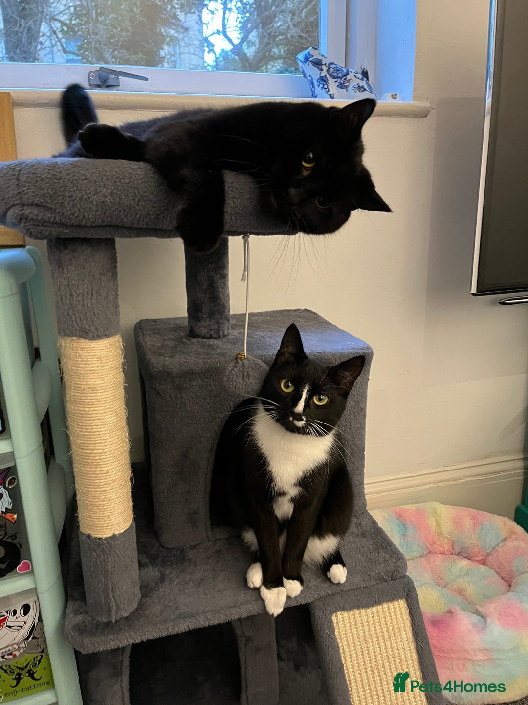 American Shorthair cats for sale: 2 brothers need a new home ASAP BOTH STAY TOGETHER - Advert 4