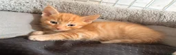 Mixed Breed cats for sale: Kittens looking4forever homes❤️ - Advert 10