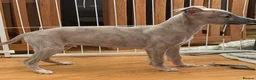 Whippet dogs for sale: KC reg Whippet pups fully inoculated ready now! - Advert 1