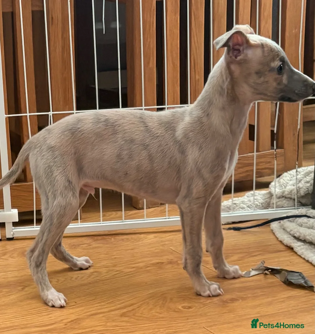 Whippet dogs for sale: KC reg Whippet pups fully inoculated ready now! - Advert 1