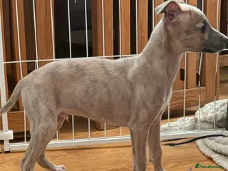 Whippet dogs KC reg Whippet pups for loving homes - Advert 4