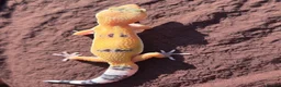 Gecko reptiles for sale: Crested & leopard gecko babies - Advert 10