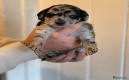 Mixed Breed dogs for sale: Labradoodle X Cocker Spaniel - Image 4