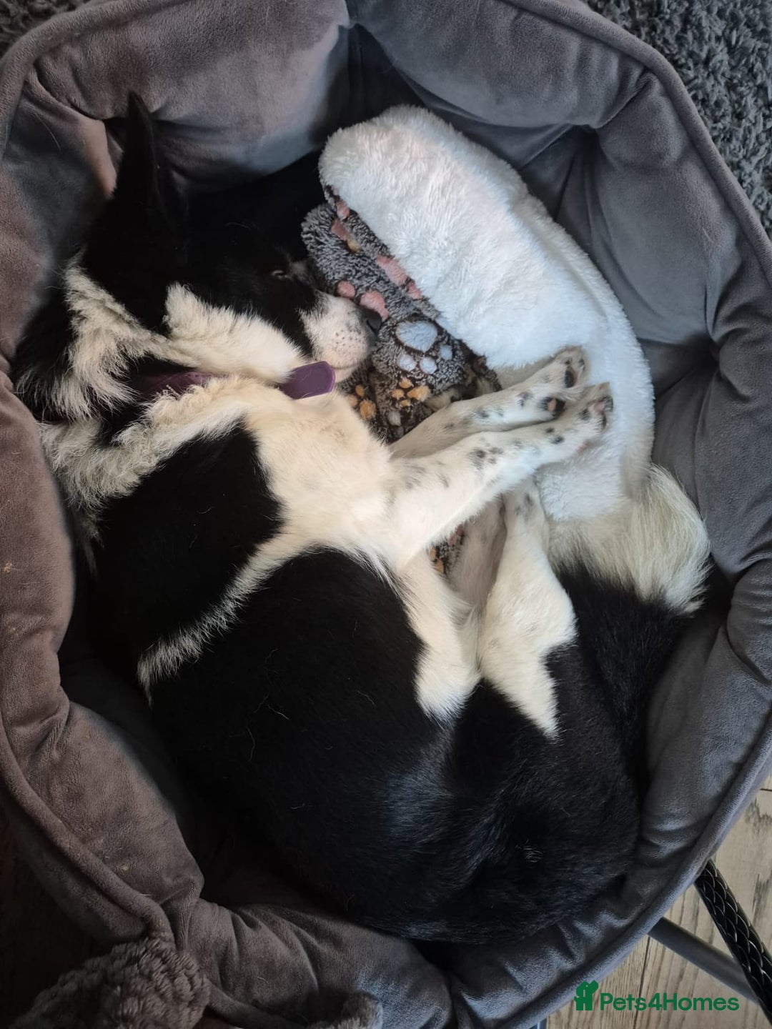 Mixed Breed dogs for adoption: 💙JAKE💙-A GOLDEN BOY WHO DESERVES PEACE, NOT LOSS - Advert 9