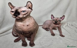 Sphynx cats for sale: Charming Tortie Kitten with TICA is ready now! - Image 15