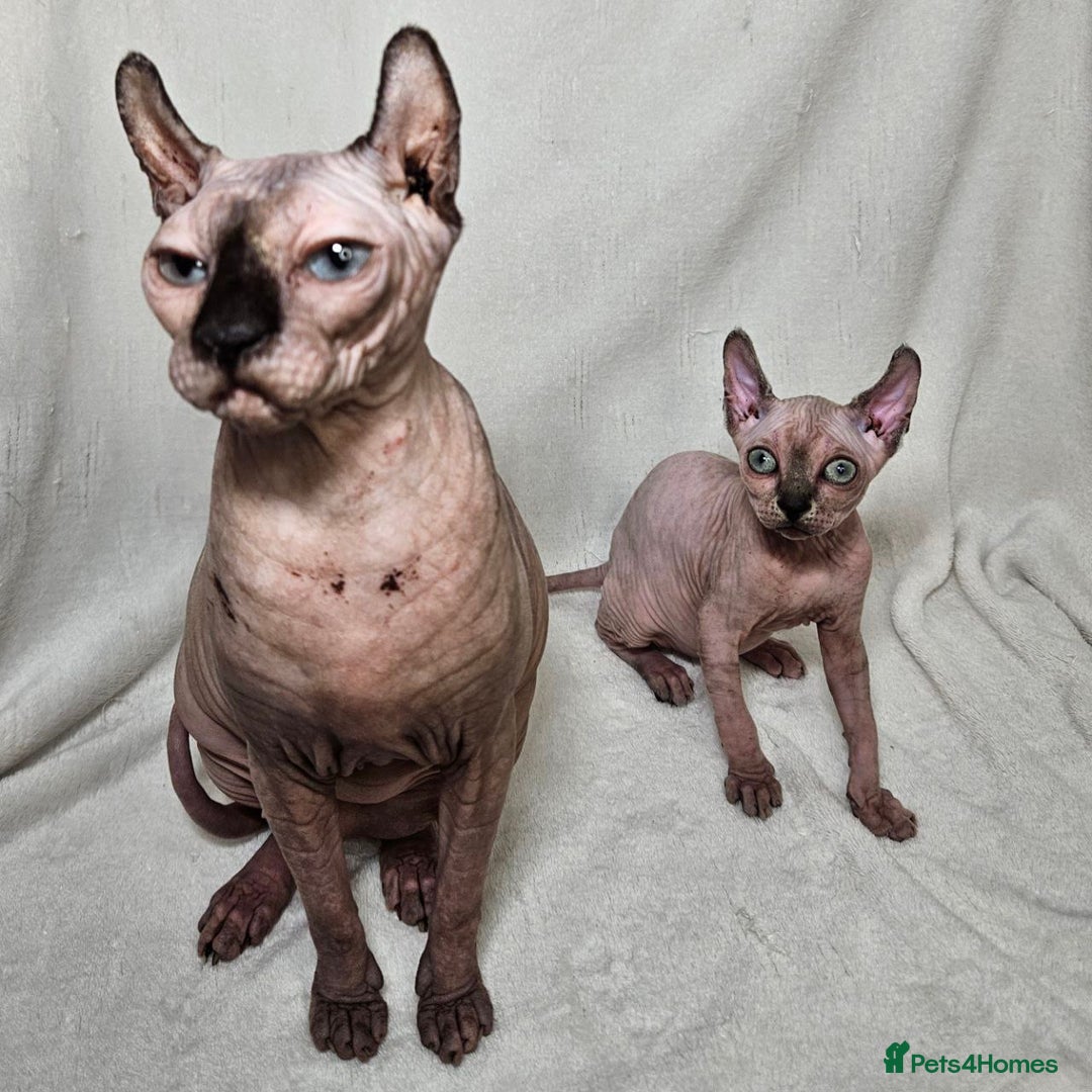 Sphynx cats for sale: Charming Tortie Kitten with TICA is ready now! - Image 15