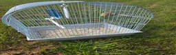 Lovebirds birds for sale: Baby love bird with cage [peaches] in Tonbridge - Advert 6