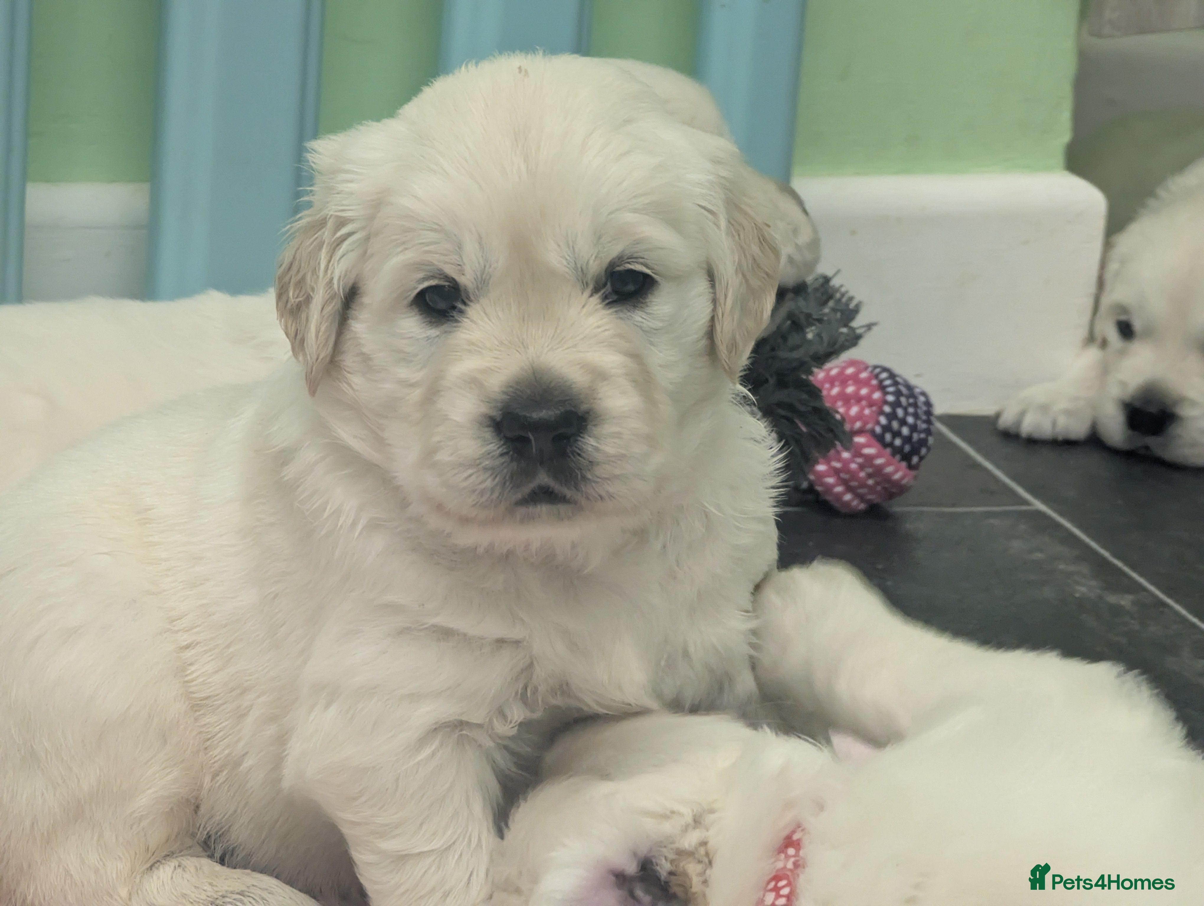 Golden Retriever dogs 🐾6  Golden Retriever Puppies! 🐾 - Advert 4