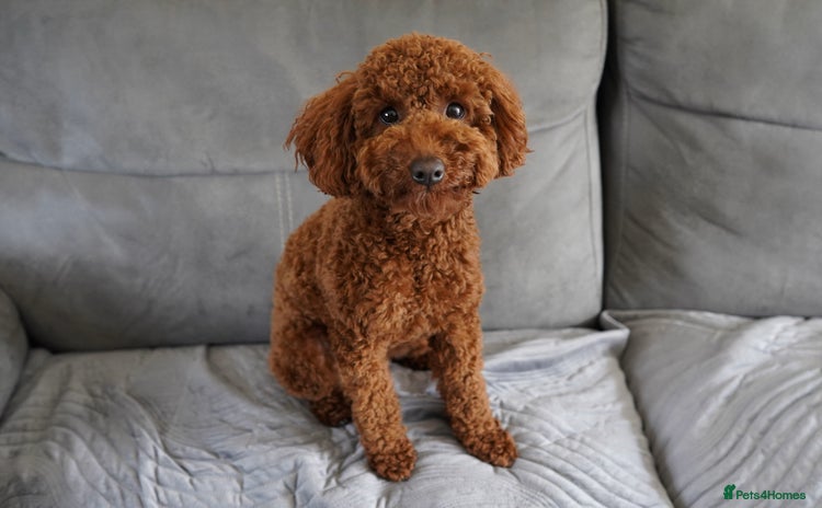 Miniature Poodle dogs - Advert 1