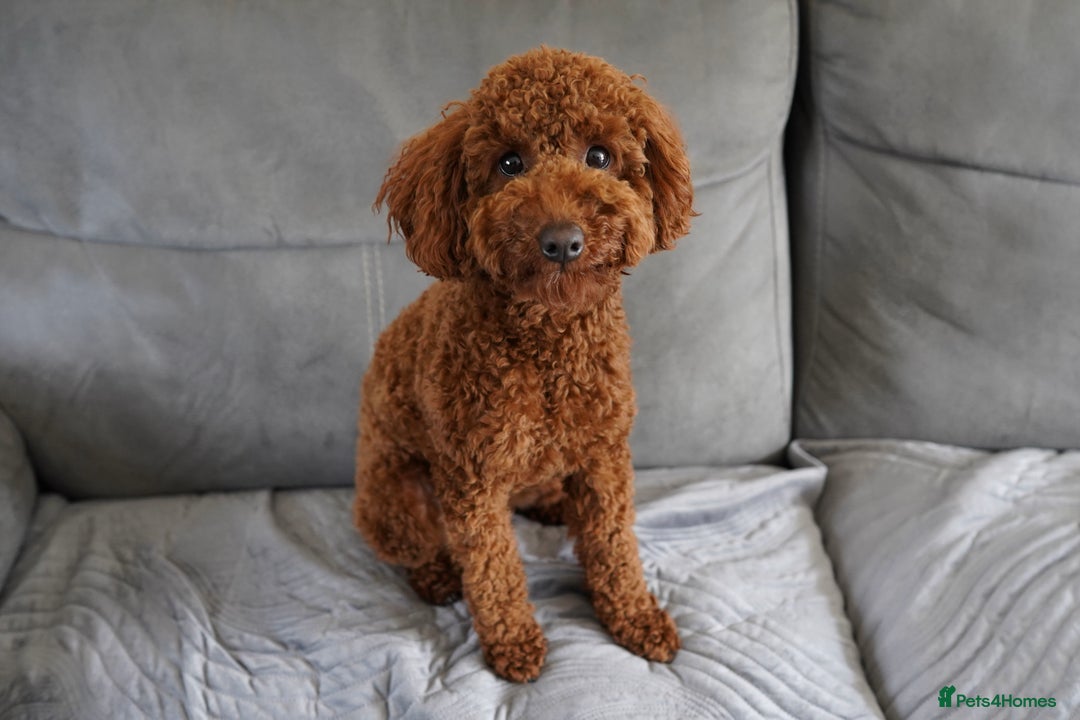 Miniature Poodle dogs for sale: Miniature/toy poodle 1 year old boy (Otis)  - Image 1