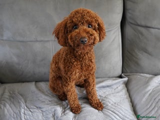 Miniature Poodle dogs - Advert 30