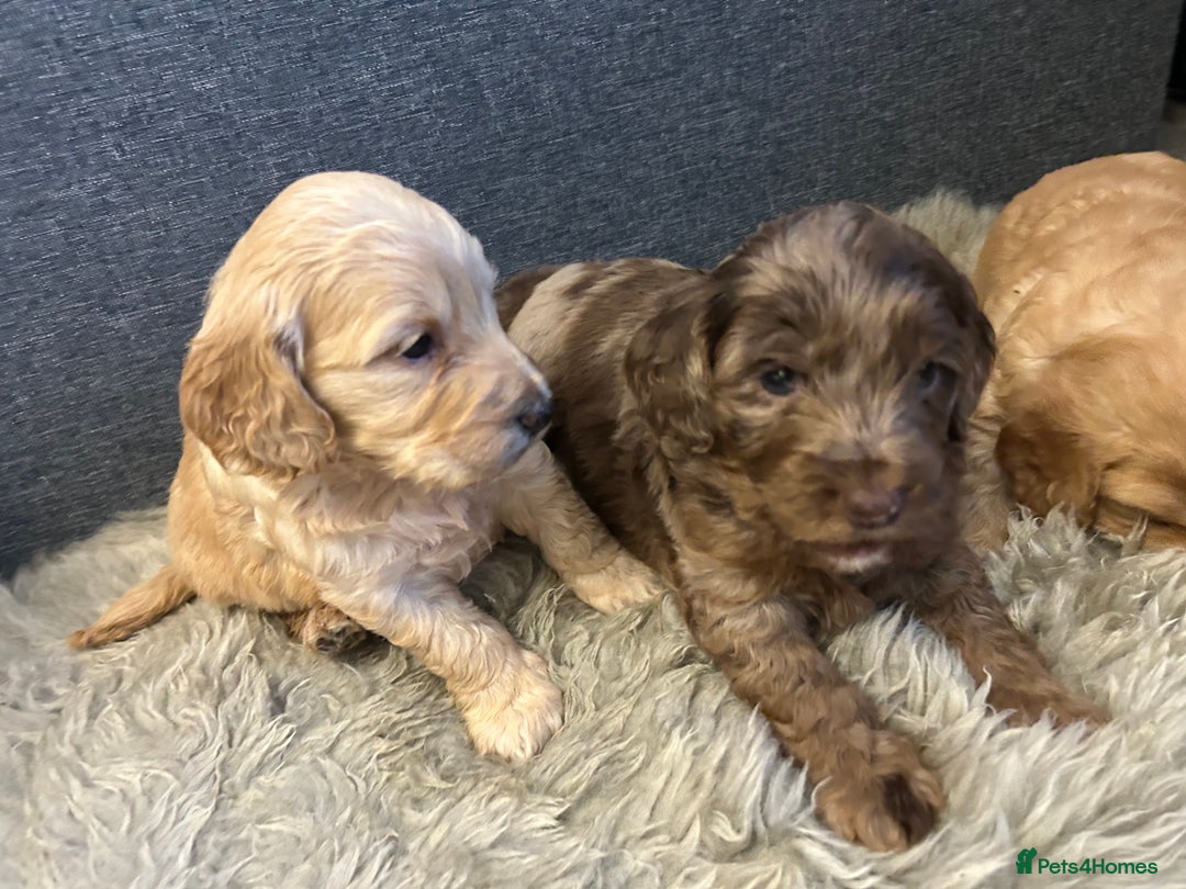 Cockapoo dogs for sale: 5 adorable cockapoo puppies  - Advert 13