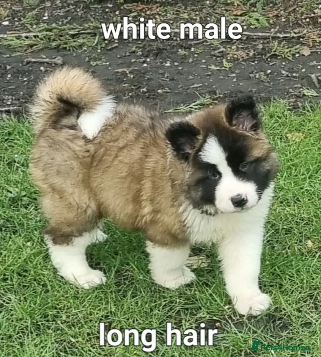 Akita dogs for sale: 9 weeks old Akita pups READY  - Advert 8