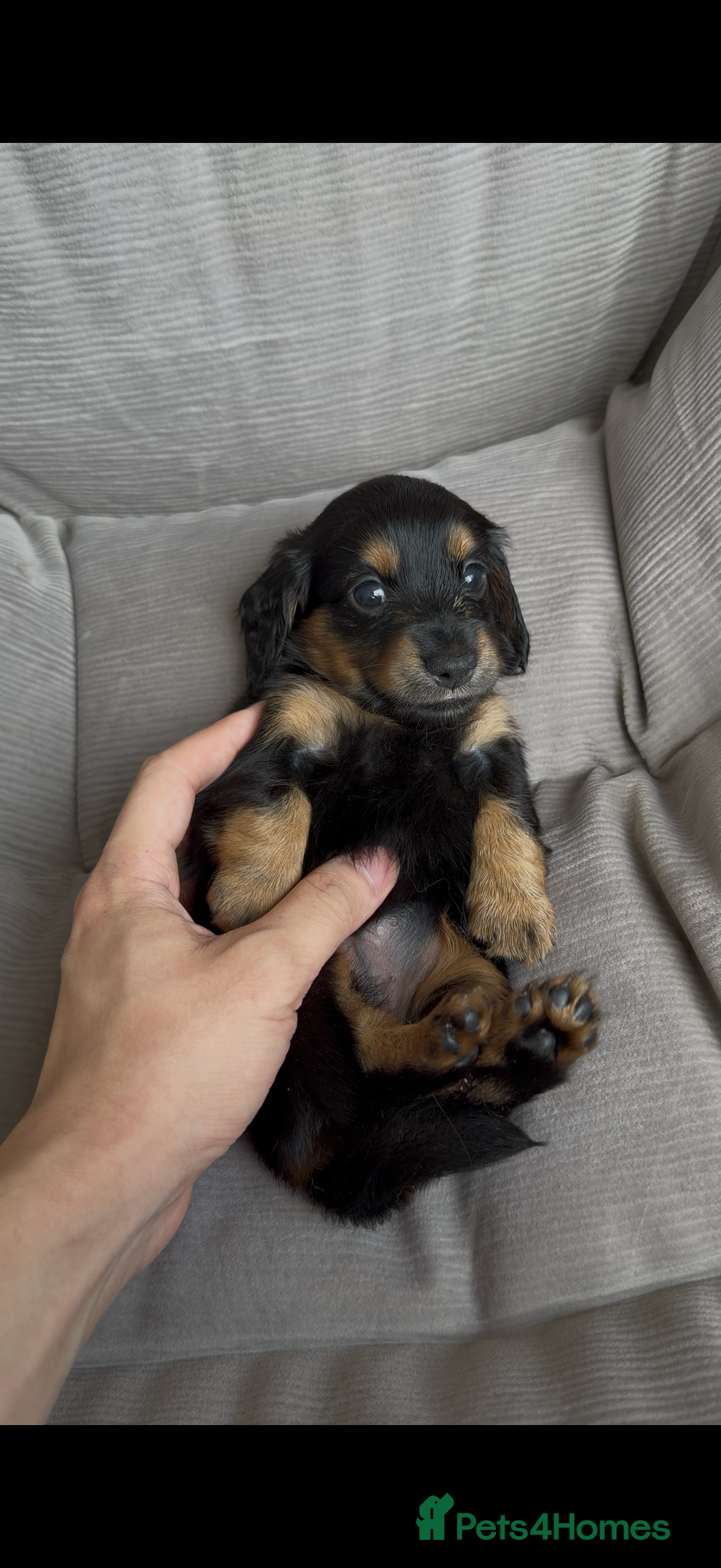 Miniature Dachshund dogs 🏆KC champion line Miniature Long Hair Dachshund - Advert 2