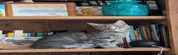 Domestic Shorthair cats for sale: Beautiful male kittens in Sheffield - Advert 1