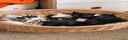 Ragdoll cats for sale: Beautiful ragdoll kittens - Advert 5