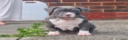 American Bully dogs for sale: American pocket bullys  - Advert 2