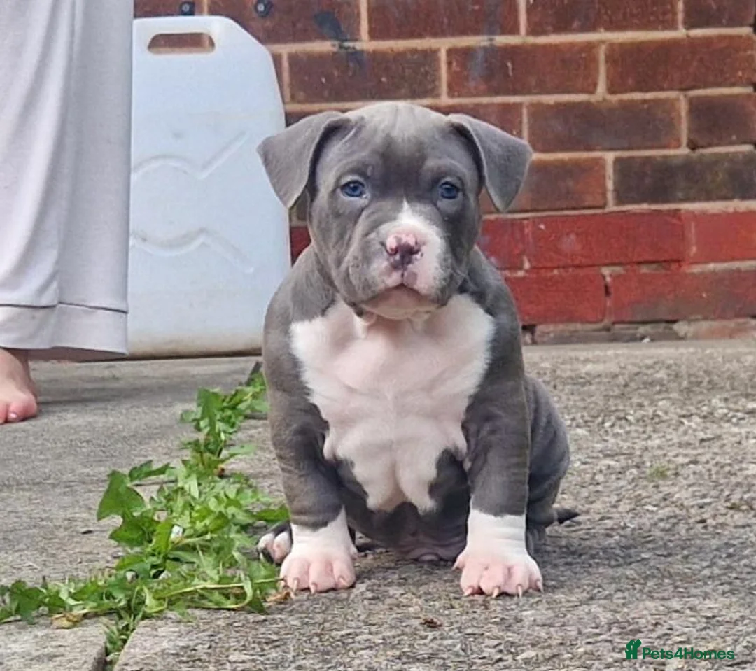 American Bully dogs for sale: American pocket bullys  - Advert 2