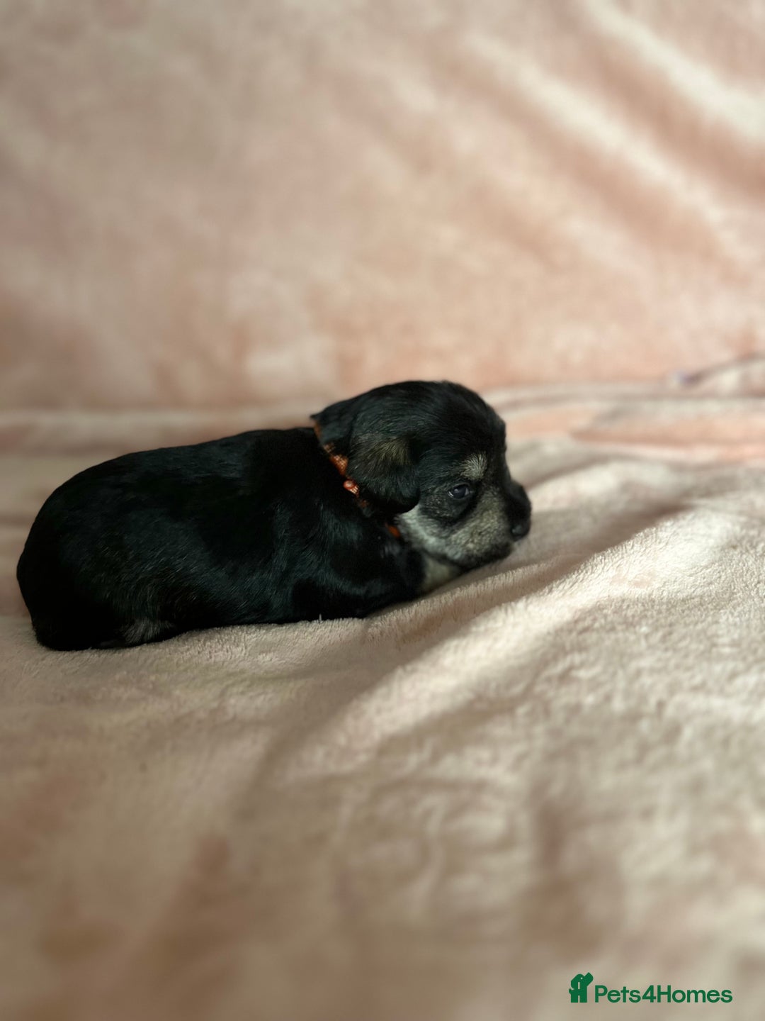 Miniature Schnauzer dogs for sale: OUTSTANDING CHAMPION LINES PUPPIES  - Advert 32