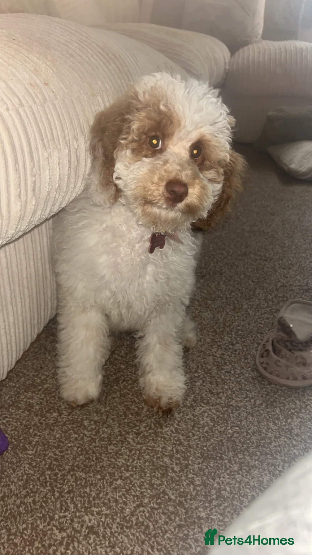 Cockapoo dogs for sale: Honey - Cockapoo puppy - 10 months old in Walsall - Advert 2
