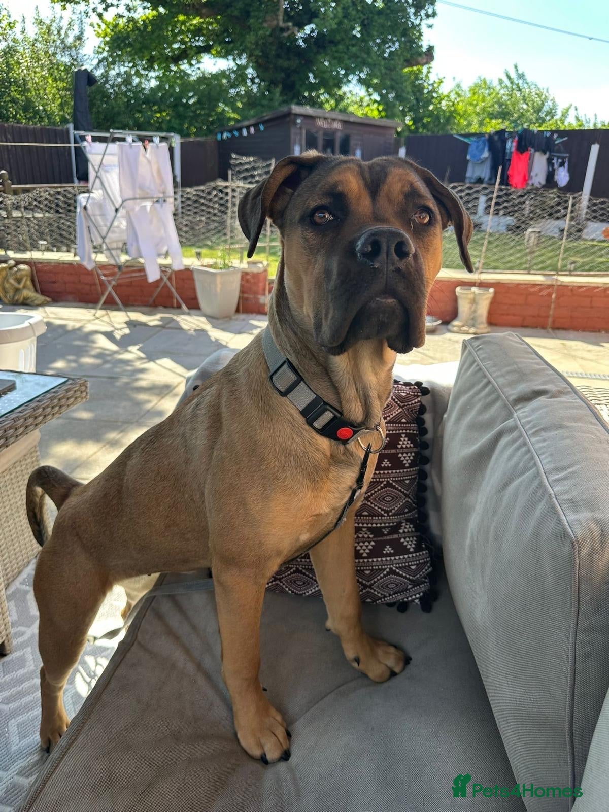 Mixed Breed dogs Bullmastiff cross - Advert 2