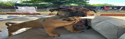 Mixed Breed dogs for sale: Bullmastiff cross - Advert 1