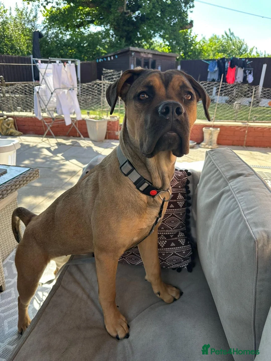 Mixed Breed dogs for sale: Bullmastiff cross - Advert 1